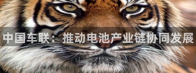 优发国际是大平台吗知乎：中国车联：推动电池产业链协同发展